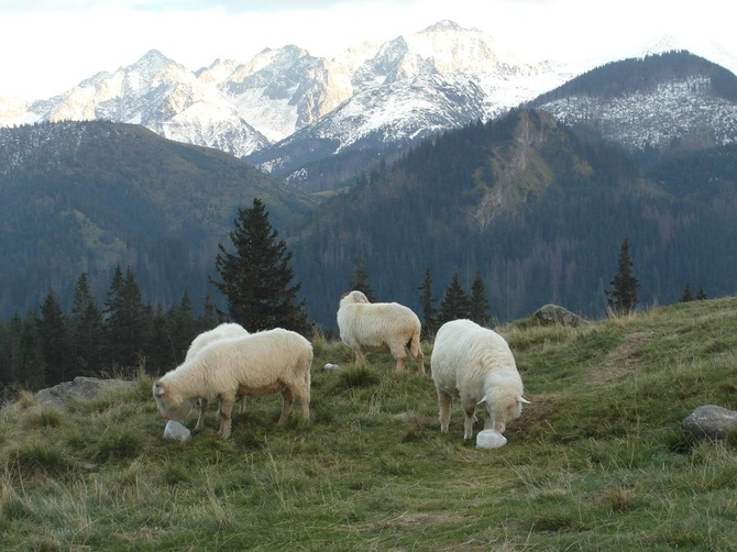 Tatry: Owce na Rusinowej Polanie