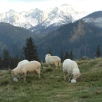 Tatry: Owce na Rusinowej Polanie