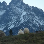 Tatry: Owce na Rusinowej Polanie