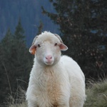 Tatry: Owce na Rusinowej Polanie