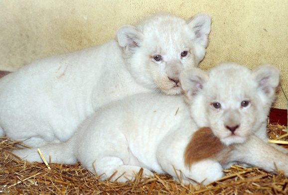 W Serengeti Park w Hodenhagen, w Niemczech przyszły na świat dwa białe lwy