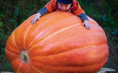 Fuerstenwalde, Niemcy, 30.09.2012 r. Małe dziecko wdrapało się na potężną dynię gigant ważącą aż pół tony