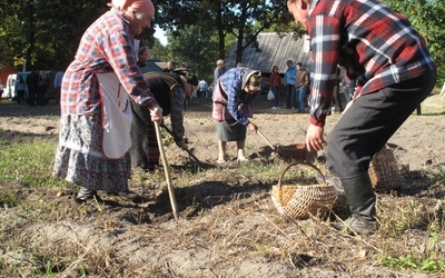 Na polu i na scenie podczas „Festiwalu ziemniaka” w Muzeum Wsi Radomskiej