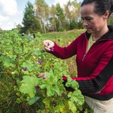  Zbiór ziół na plantacji we wsi Koryciny