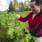  Zbiór ziół na plantacji we wsi Koryciny