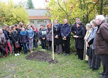 Łowicz, 23 października. Dąb już rośnie w skansenie