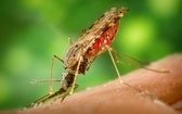Zmiany klimatyczne przyczyną rozprzestrzeniania się malarii na nowe obszary