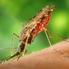 Ponad 330 tys. szczepionek przeciw malarii dotarło do Kamerunu