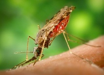 Szczepionka R21 przeciw malarii wstępnie zatwierdzona