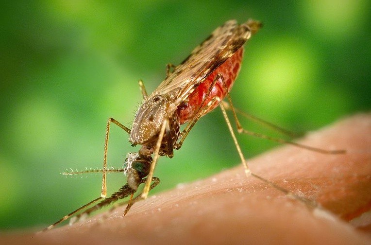 Dziś Światowy Dzień Walki z Malarią