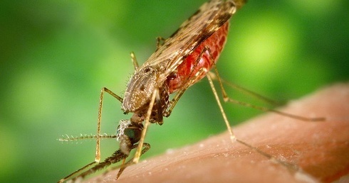 Ponad 330 tys. szczepionek przeciw malarii dotarło do Kamerunu