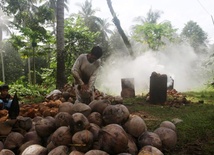 Kokosy kokosów nie przynoszą