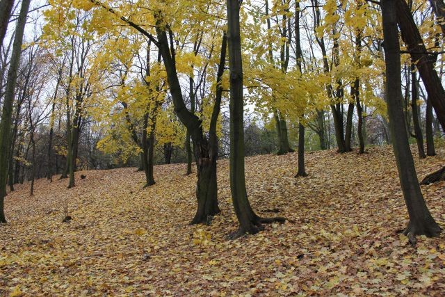 Jesienią pozbieraj liście 