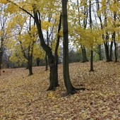 Jesienią pozbieraj liście 