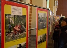 Miłość za kierownicą 