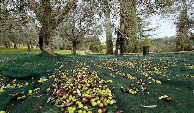 Oliwki spadają na specjalną siatkę 