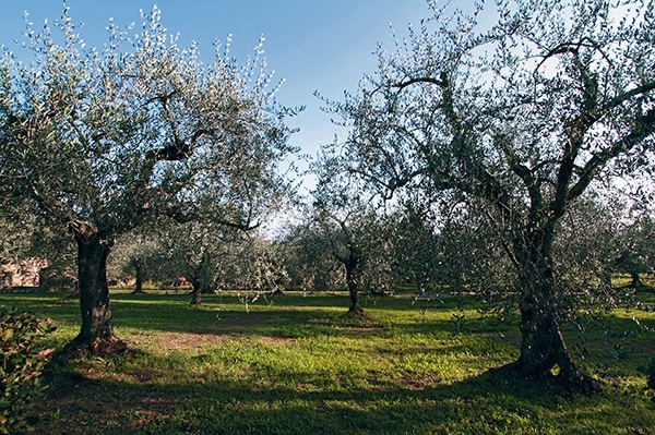 W Castel Sant’Elia u polskich michalitów rośnie 200 drzewek oliwnych