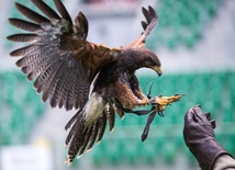 Ogromny jastrząb krążący nad stadionem odstrasza inne ptaki