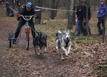 Husky w zaprzęgu