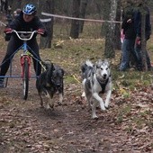 Husky w zaprzęgu