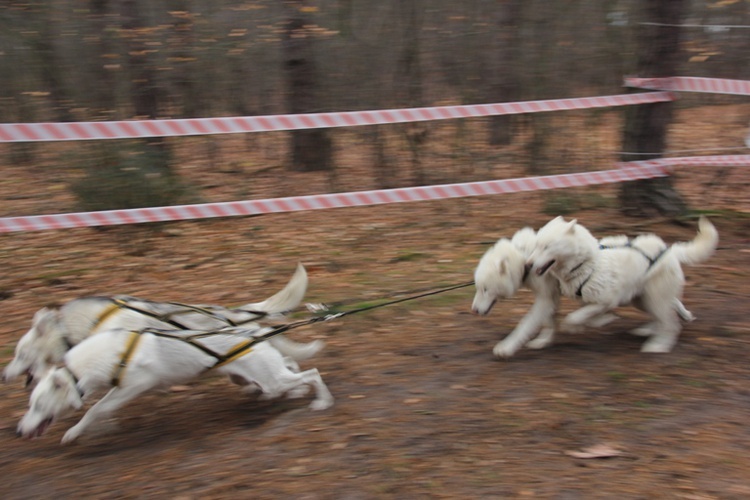 VI Wyścigi Psich Zaprzęgów Wataha Cup