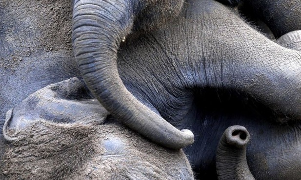 Czułość olbrzymia