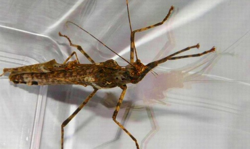 Trachythorax maculicollis