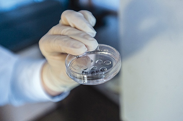  Nowa istota ludzka trafia do hodowli. Umieszcza się ją na tzw.szalce Petriego, w płynie z minerałami i olejem, a następnie w inkubatorze. Zarodek jest wyciągany i obserwowany przez 3 do 5 dni