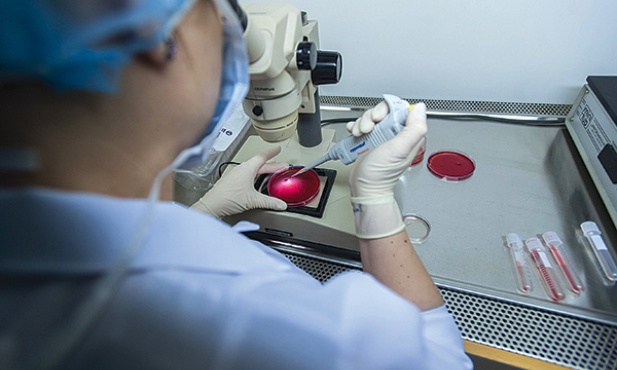  Z pobranego płynu pęcherzykowego, po punkcji jajników, embriolog zasysa pod mikroskopem komórki jajowe (do in vitro potrzebne są 4 do 6). W pożywce trafią na godzinę do inkubatora