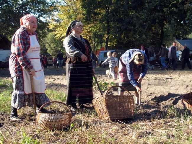 30 września. Radomskie Muzeum Wsi Radomskiej zaprosiło na Święto Ziemniaka. To jeden z wielu obchodów popularyzujących radomski folklor