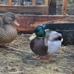 Żywa szopka u franciszkanów w Tarnowie