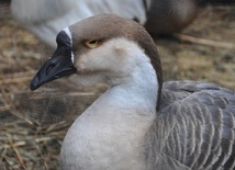 Żywa szopka u franciszkanów w Tarnowie