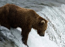 Niedźwiedź zaatakował człowieka w Bieszczadach