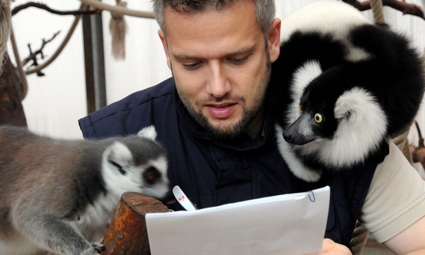 Pod czujnym okiem lemura