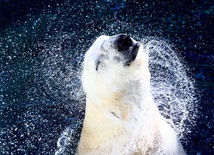 Niedźwiedzie polarne uwielbiają wodę. 