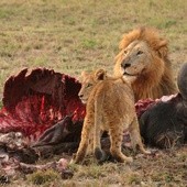 Zakazano polowania na lwy i lamparty