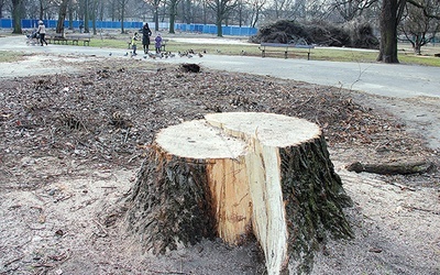 Jedna trzecia drzewostanu parku została wycięta, także zdrowe, stare drzewa