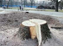Jedna trzecia drzewostanu parku została wycięta, także zdrowe, stare drzewa