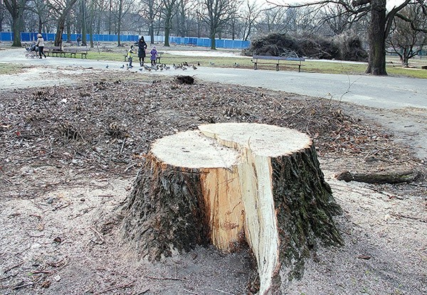 Jedna trzecia drzewostanu parku została wycięta, także zdrowe, stare drzewa