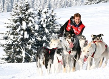 Psie zaprzęgi w wysokich Alpach