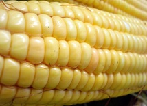 Pyłki kukurydzy GMO bezpieczne 