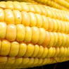 Pyłki, kukurydza i GMO