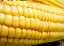 Pyłki, kukurydza i GMO