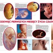 Fazy rozwoju człowieka - ucz i uwrażliwiaj dziecko o(d) początku!