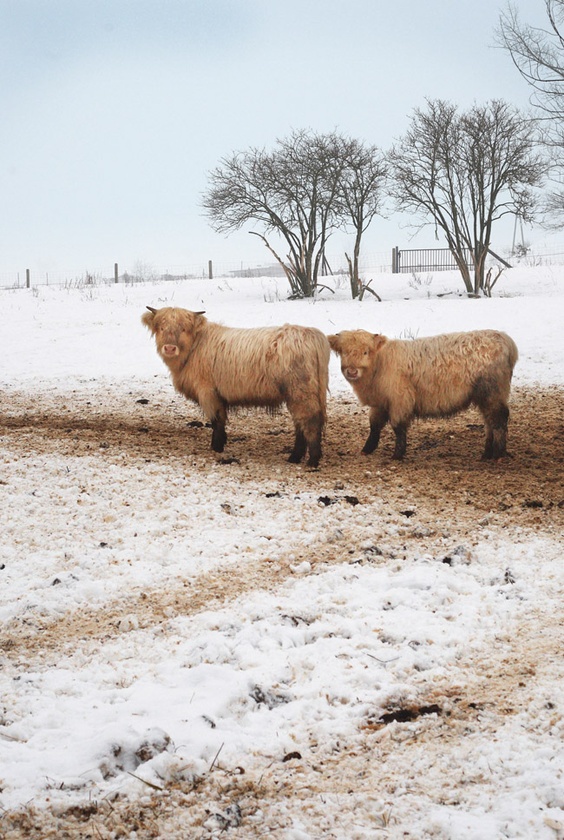  Młode highlandy w gospodarstwie niedaleko Koszęcina  