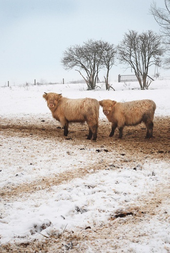  Młode highlandy w gospodarstwie niedaleko Koszęcina  