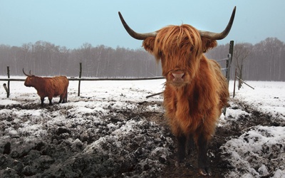  Bydło szkockie jest jedną  z wielu ras mięsnych krów,  które sprowadzono w ostatnich latach z Zachodu 