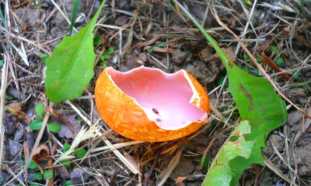 Skorupka