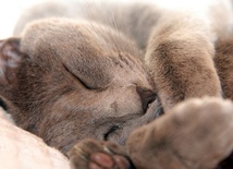 Prorok niemile widziany