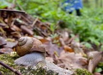 Kłopot ze stworzeniem